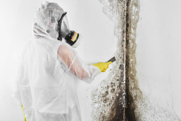 Best Black Mold Remediation in Onancock, VA