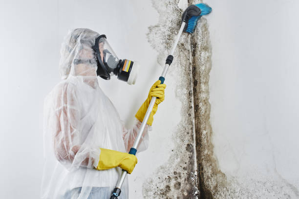 Best Attic Mold Remediation in Onancock, VA