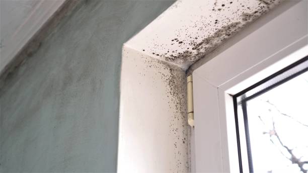Best Industrial Mold Remediation in Onancock, VA