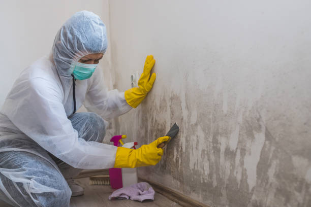 Best White Mold Remediation in Onancock, VA