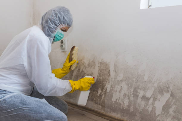Onancock, VA Mold Remediation Company