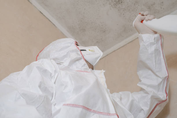 Best Health and Safety Mold Remediation in Onancock, VA