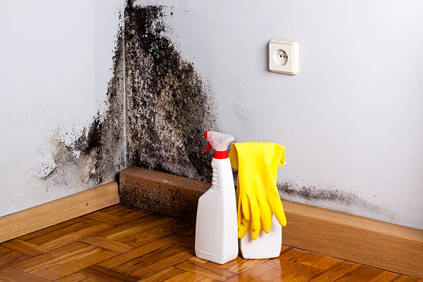 Best Preventive Mold Services in Onancock, VA