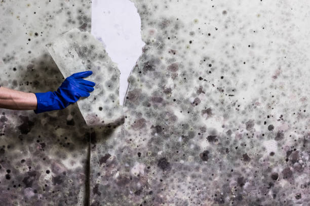 Best DIY Mold Remediation Support Services in Onancock, VA